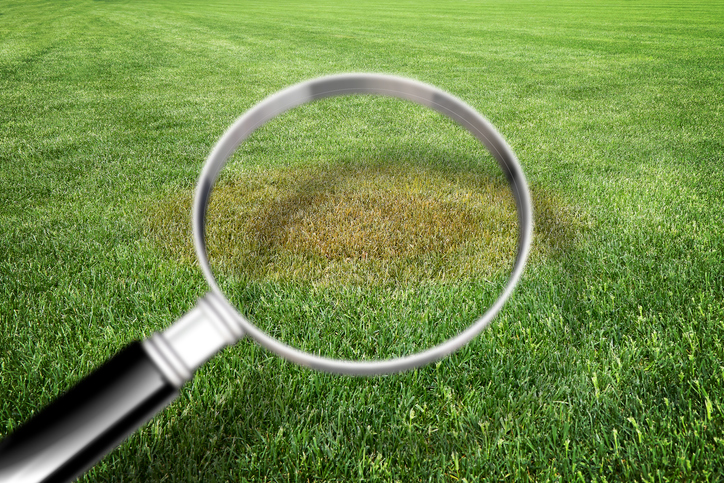 Understanding the Difference Between Fungal and Bacterial Lawn Diseases 